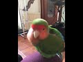 Popo