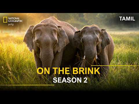 On The Brink Season 2 Episode 1 Asian Elephant