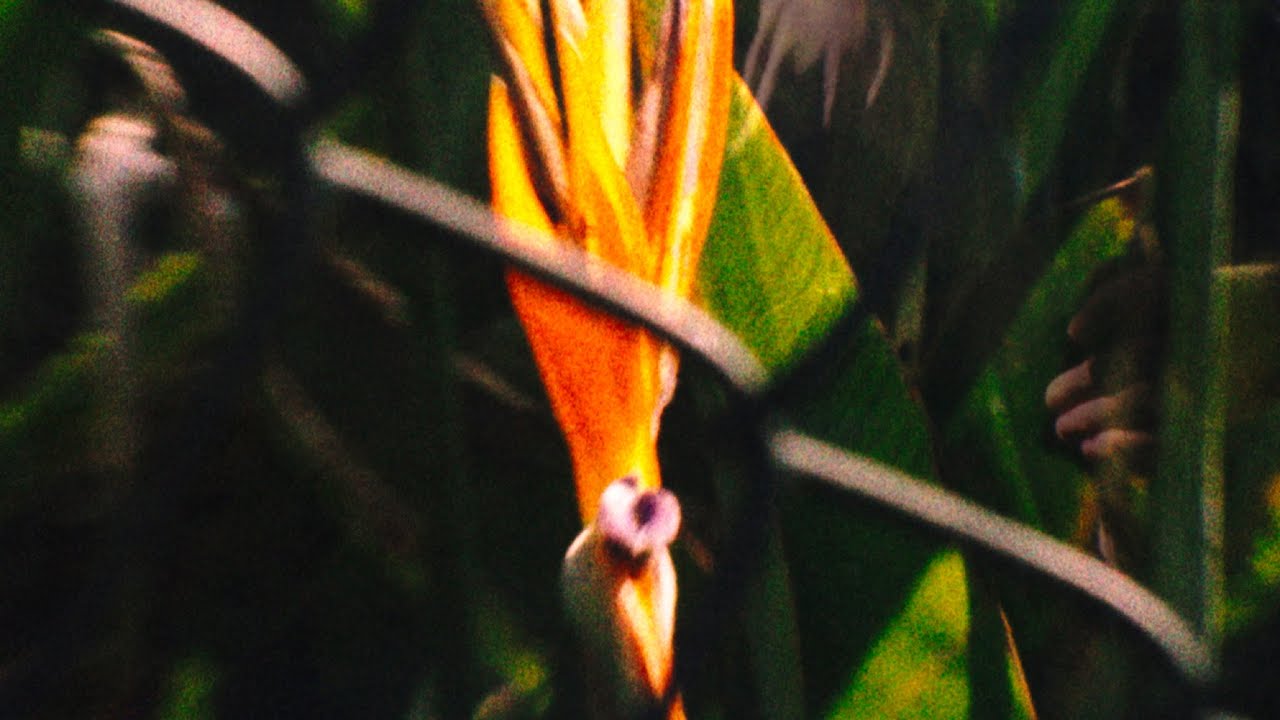 Potenciais à Deriva – trailer | IFFR 2024