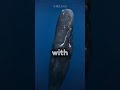 The 3 most terrifying and loudest whale sounds 😳!!