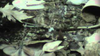 rainsong 55- raining pleasure (cover)