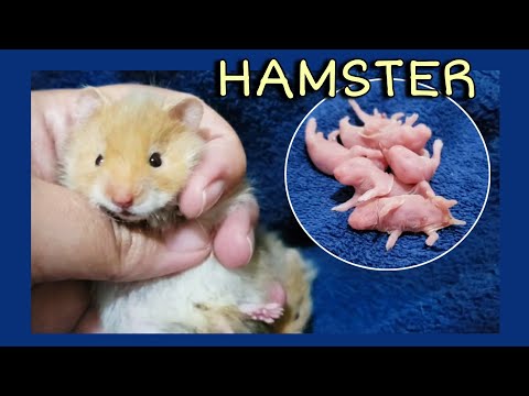 Hamster do nascimento ao Desmame (Sírio Angorá) 1 to 30 days