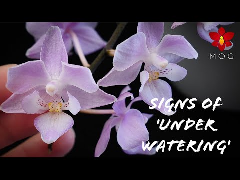 8 Signs that say your Orchid needs more water! | Orchid Care Tips for Beginners