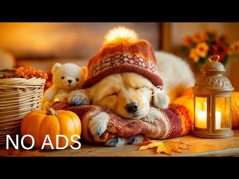 24 HOURS of Relaxing Music💖Deep Sleep Puppy Calm Music🐶🎵Dog Separation Anxiety Music🎵Puppy Music