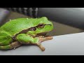 Natürlich Lausitz Der Laubfrosch LAUSITZWELLE