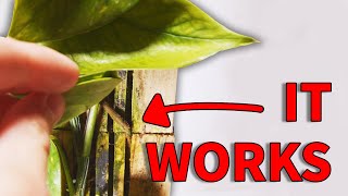 THE GREAT POTHOS RACE 6 Month Mark