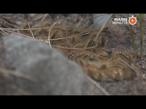 Bangor officials have a plan to stop the spread of browntail moths | newscentermaine.com