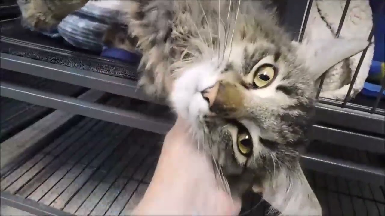 Enlarge DYLAN, a ADOPTABLE Tabby in Ironwood, MI video 2/2