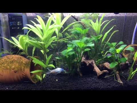 corydoras & guppys