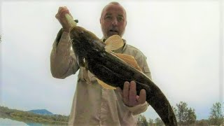 Download Lagu Coffs Harbour Area Mid North Coast Winter Flathead Fishing Soft Plastics and Live Poddy Mullet. Thumbnail