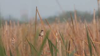 Marsh Wren