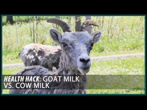 , title : 'Goat Milk vs. Cow Milk: Health Hacks- Thomas DeLauer