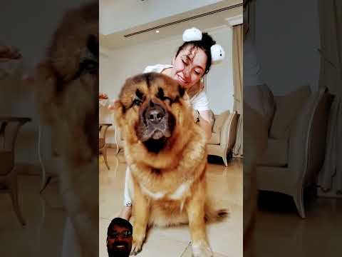 Follow me on snaprose.alaaa l Maroof Blog l Indian Reaction l Indian Reaction l#shortsfeed #trend...