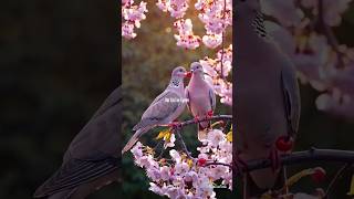 Download lagu ​Forever Trusting God's Plan 🕊️ | Kehte Hain Khuda Ne Love Status #Shorts #fypシ゚viral mp3