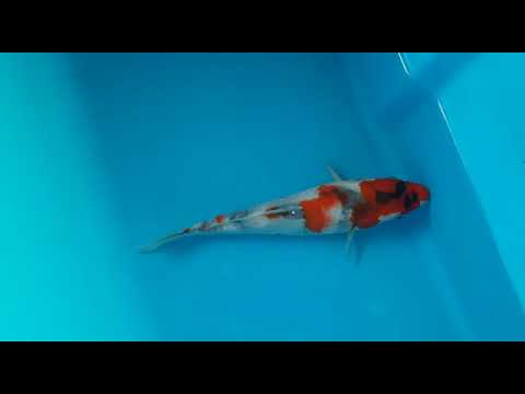 G4073 08 SHOWA 23 CM   OGATA