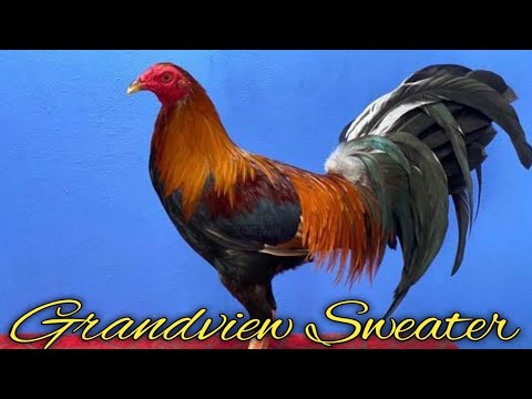 Sweater Yellow Leg Hatch - GRANDVIEW Farm