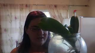 plant update amazing updates to show