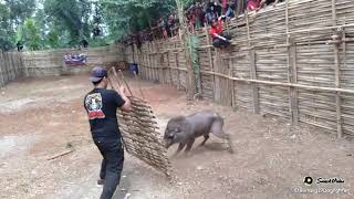 Download lagu badarat dugong kewalahan ... versi snack vidio mp3 Download lagu badarat dugong kewalahan ... versi snack vidio mp3