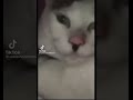Adolf Kitler Song Erika