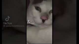 Download lagu Adolf Kitler (song: Erika) mp3