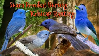 Download lagu Suara Pikat Burung KEHICAP RANTING Ampuh mp3