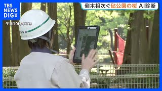 倒木相次ぐ世田谷「砧公園」で“AI樹木診断”　緊急点検中　57本は倒木の危険性が判明｜TBS NEWS DIG