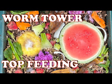 Will The Red Wigglers Surface To Find Food? | Vermicompost Worm Farm