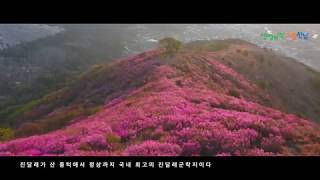 [여수시] 영취산 진달래 군락지 드론 촬영 환상 영상!