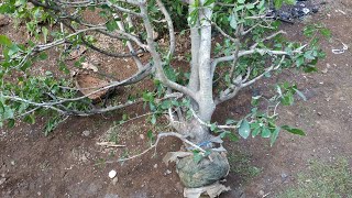 Download lagu Panen cangkokan serut super BESAR. BAKALAN BONSAI SERUT//Part 2 mp3