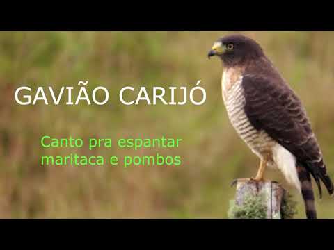 SOM GAVIÃO CARIJÓ - ESPANTAR MARITACAS E POMBOS [HD]
