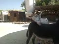 Horse And Donkey
