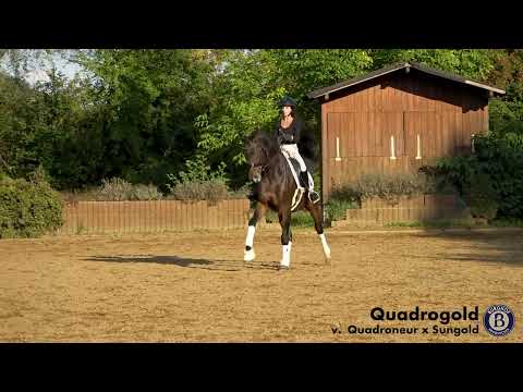 Quadrogold - Wallach - 2016 geboren (Quadroneur x Sungold)