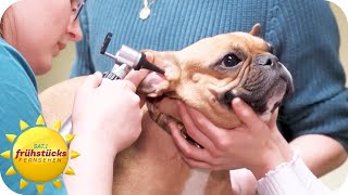 Tiernotdienst-Mangel - die Zahl der Tierkliniken sinkt immer weiter | 