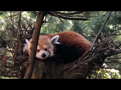 image-How can I meet the animals at the Bronx Zoo?