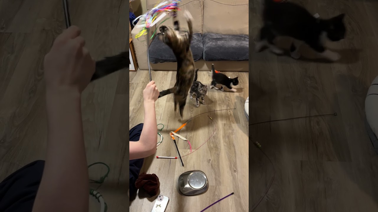 Saffron, a ADOPTABLE Domestic Short Hair in Mississauga, ON video 3/6