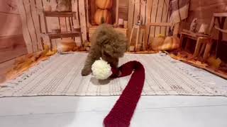 トイプードルの動画01