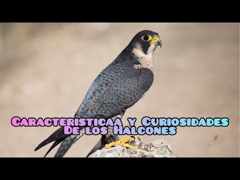 Conoce las características y curiosidades sobres los halcones