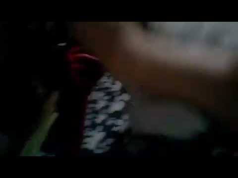 El perro mas hermoso