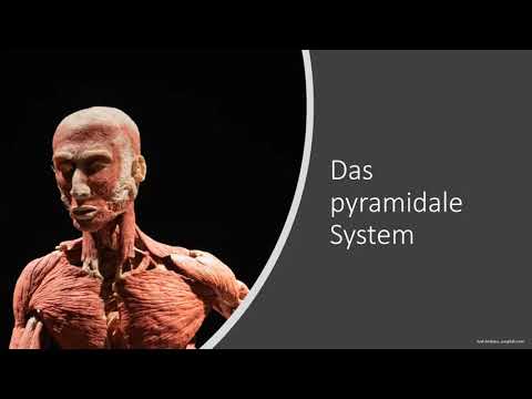 The pyramidal tract - voluntary motor function - simply explained. How does it work with the 1st ...