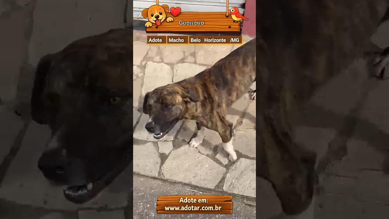 Cachorro raça SRD-ViraLata idade 1 ano nome Guerreiro 