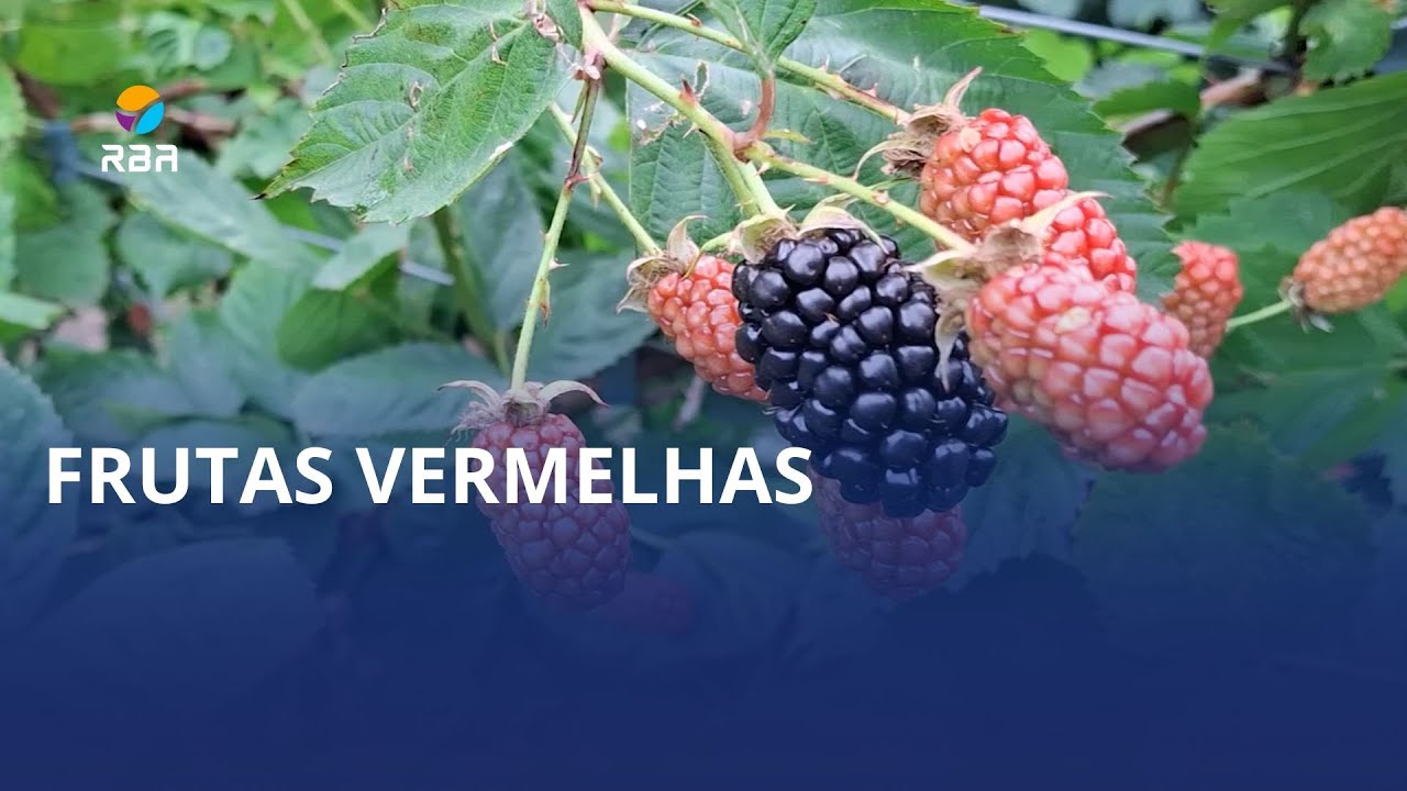 Produção de frutas vermelhas