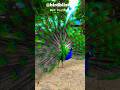 Peafowl Bird Sounds/Call #peacock #birds #amazing