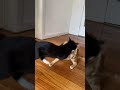 Cute Tuxedo Cat And Ginger Cat Love Fight Part 2