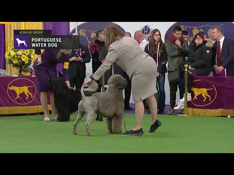 download lagu mp3 mp4 Portuguese Water Dog Kennel Club, download lagu Portuguese Water Dog Kennel Club gratis, unduh video klip Portuguese Water Dog Kennel Club