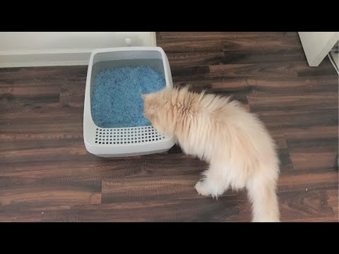 PetSafe Deluxe Crystal Litter Box System Review