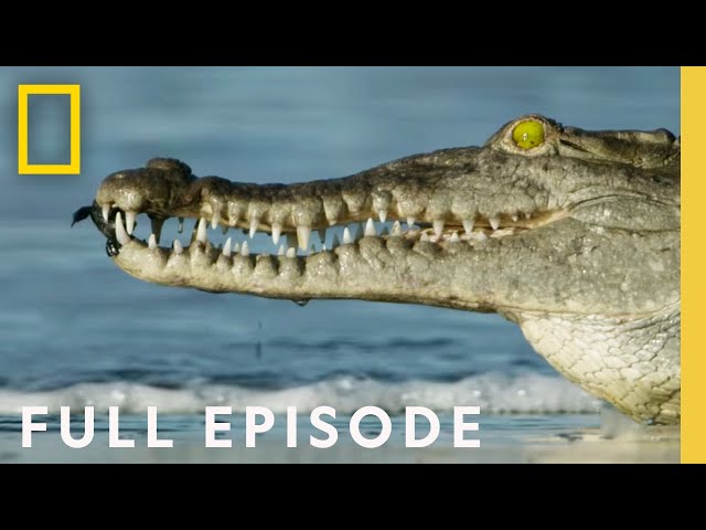 Oceans (Full Episode) | Hostile Planet SDDEFAULT Thumbnail