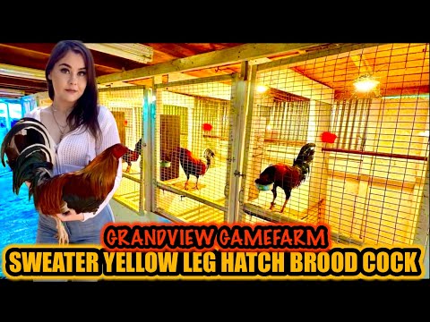 Sweater Yellow Leg Hatch Brood Cock ~ Beautiful Birds ~ GRANDVIEW GAMEFARM