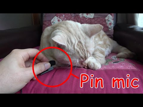 猫サロン。猫と遊んだり、猫との生活を色々知れます イメージ1