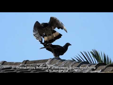 Oriental Honey Buzzard (copulating) @ Chiu Sein Chiong 0895