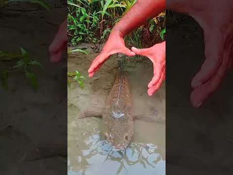 "Giant Catfish Found in Muddy Waters" #giantfish #fishinglife #fishingvideo